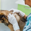 Vet Nurse's Guide to Tick Paralysis Patients  🐜