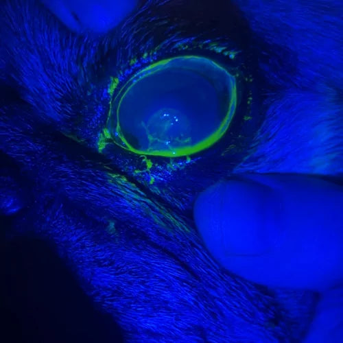 LUMIO Anterior Eye Inspector