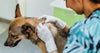 Vet Nurse's Guide to Tick Paralysis Patients🐜