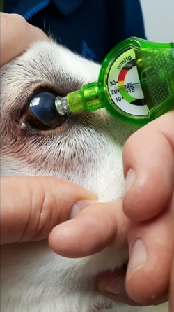 IOPvet Disposable Tonometer
