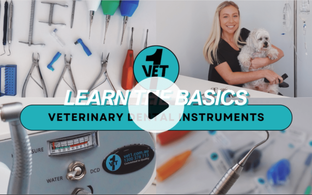 Learn the Basics – Veterinary Dental Instruments