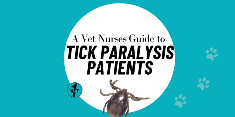 A Vet Nurses Guide to Tick Paralysis